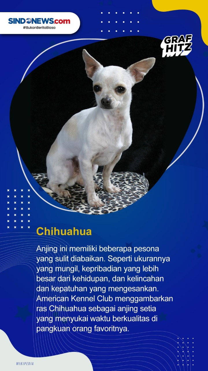 Daftar 5 Ras Anjing...