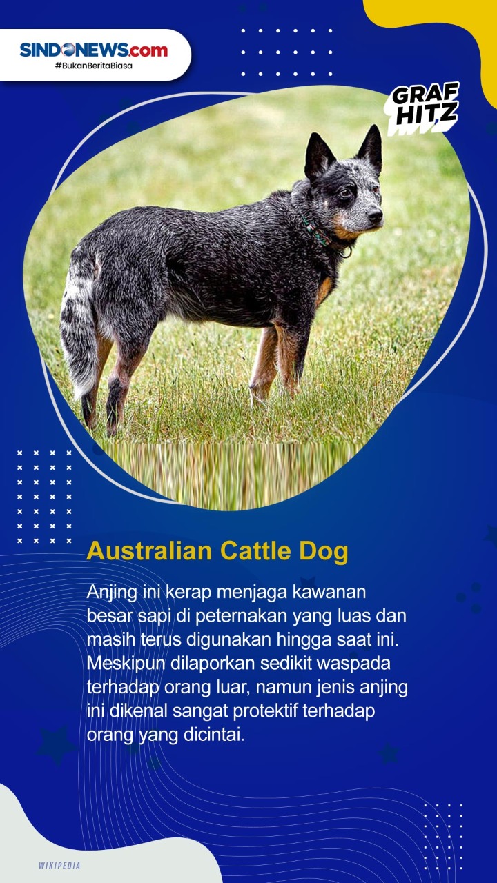 Daftar 5 Ras Anjing...