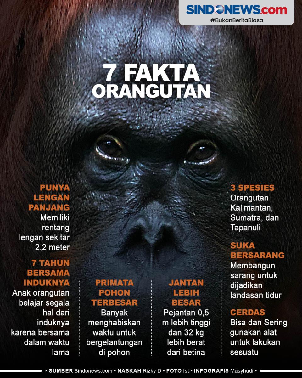 Fakta Unik Orangutan...