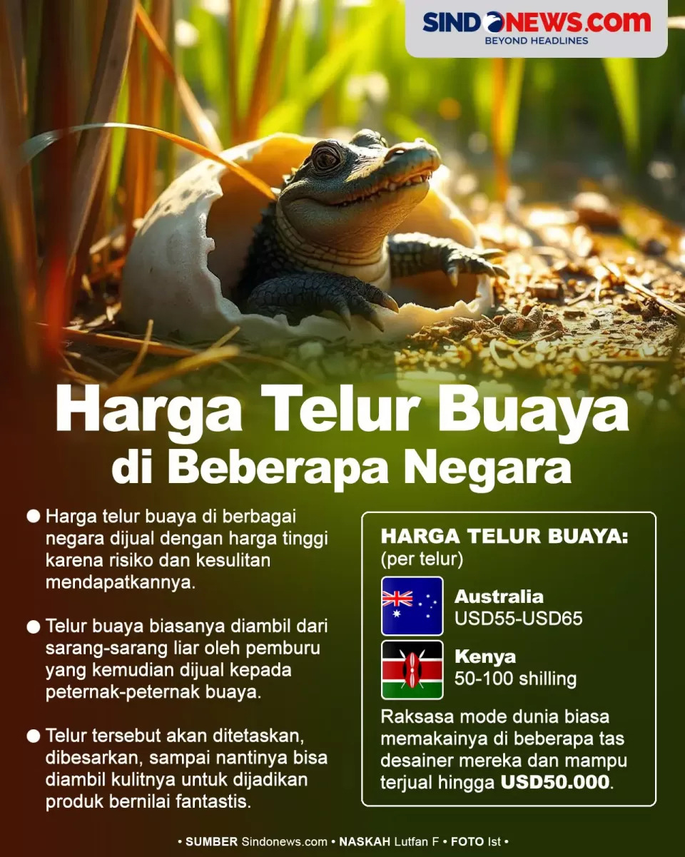 Harga Telur Buaya di...