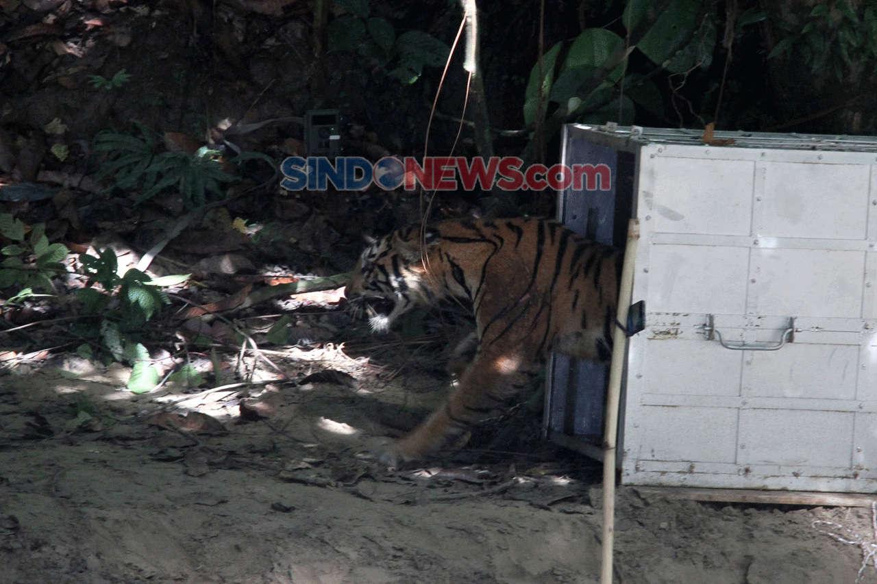 Pelepasliaran Harimau...