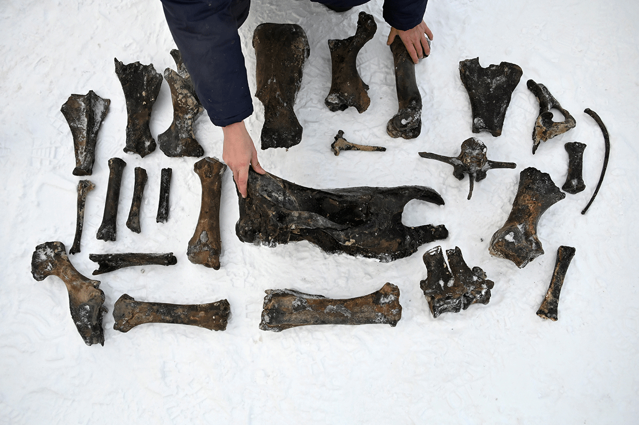 Berburu Fosil Hewan...