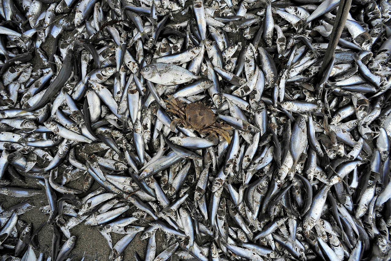 Puluhan Ribu Ikan Mati...