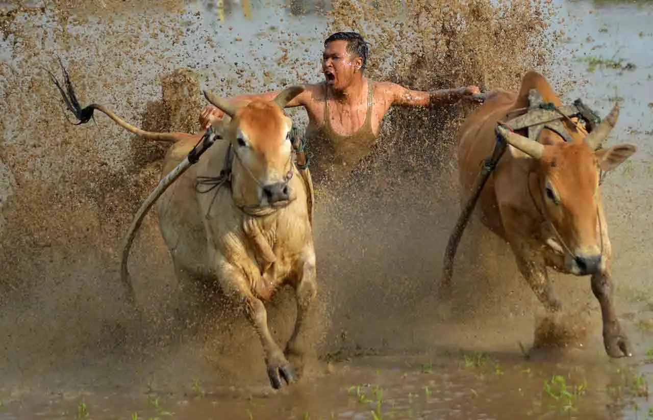 Latihan Pacu Jawi di...