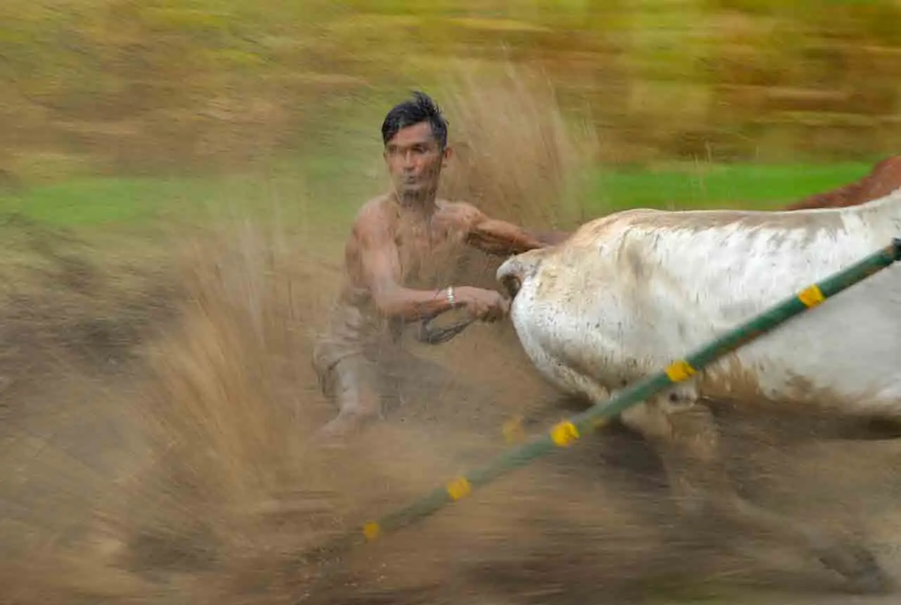 Latihan Pacu Jawi di...