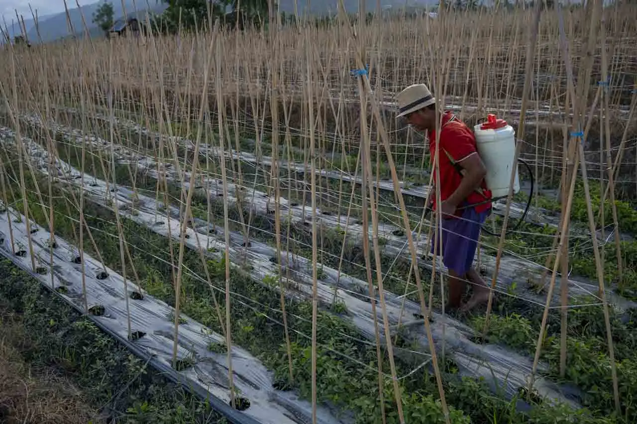 Petani Kesulitas Dapatkan...