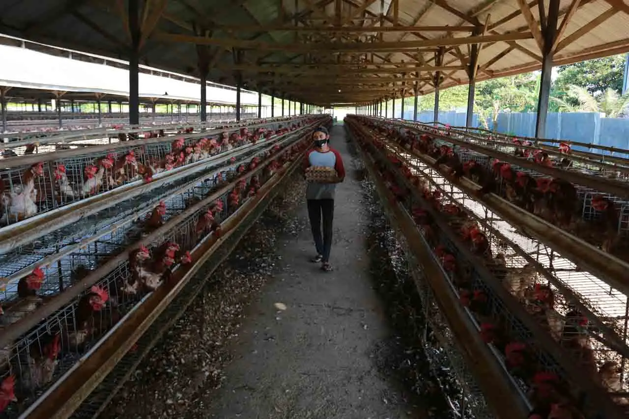 Harga Telur Ayam Ras...