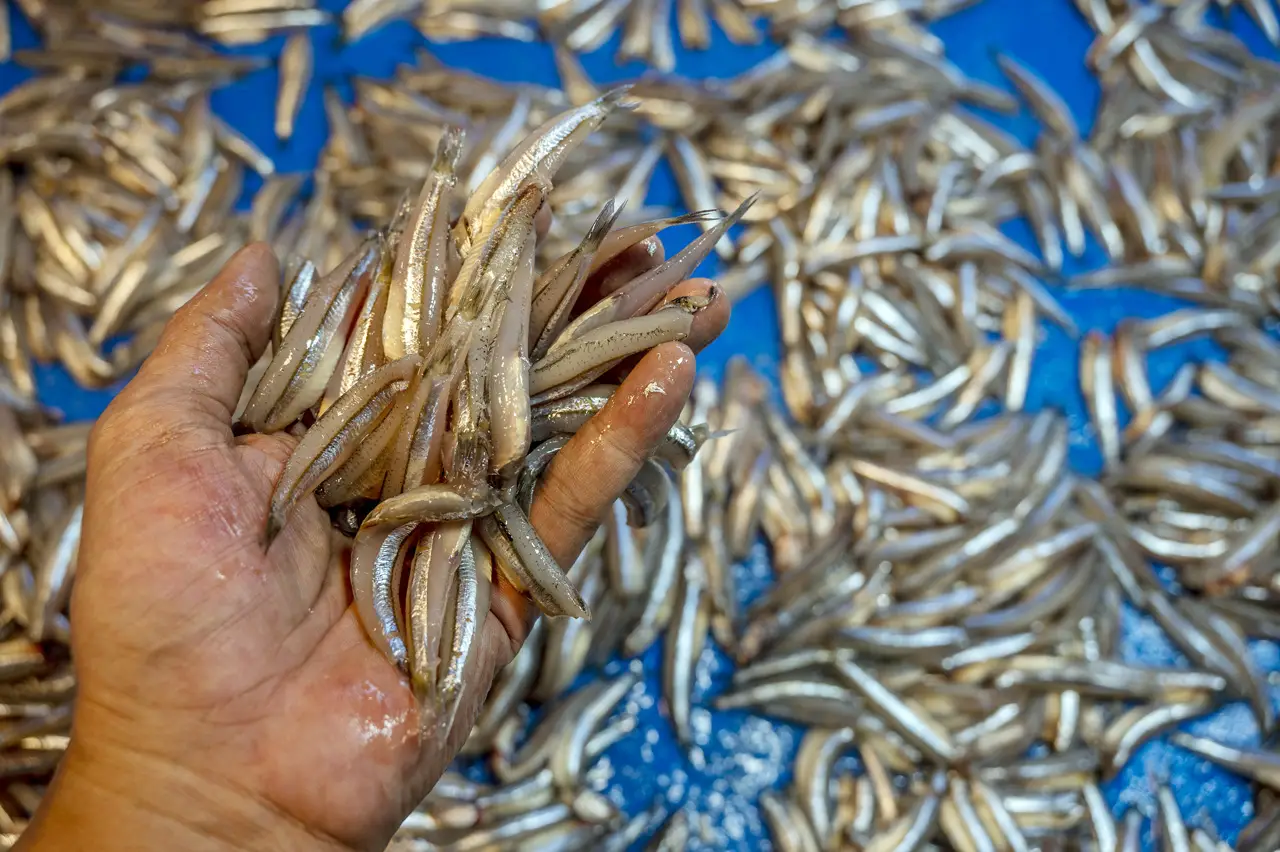 Pasokan Ikan Laut Berkurang...