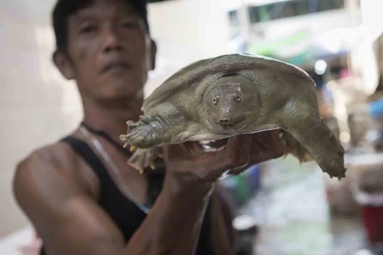 Penjualan Bulus Meningkat...
