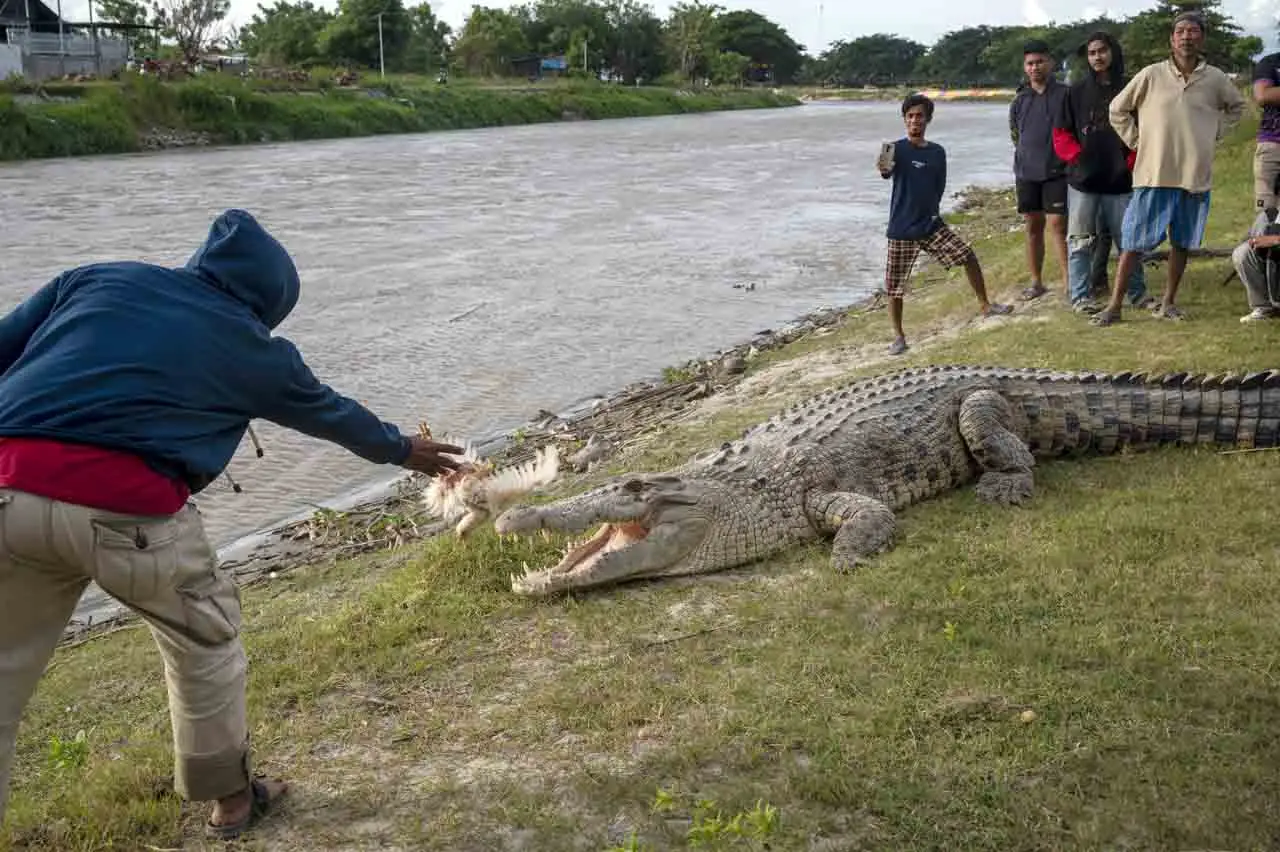 Asik Berjemur, Buaya...
