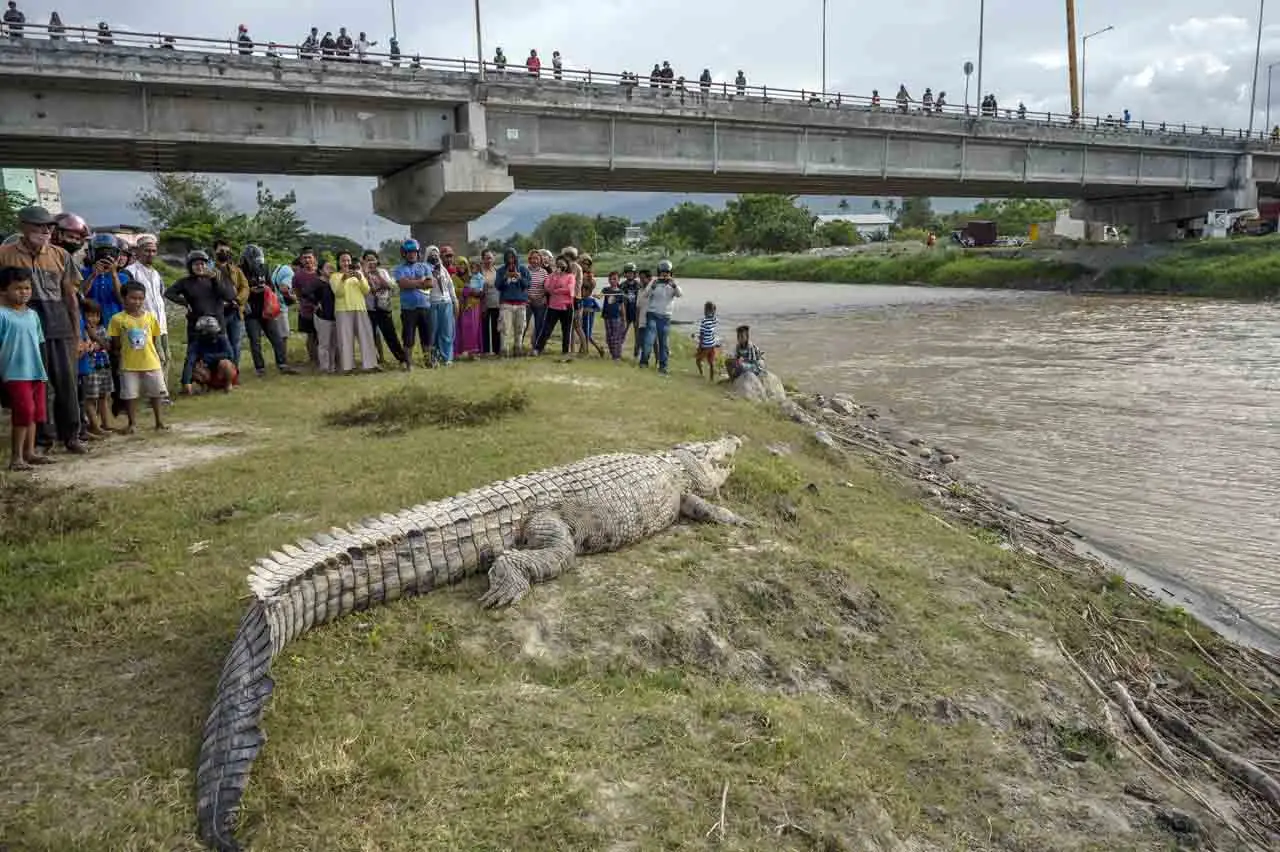Asik Berjemur, Buaya...