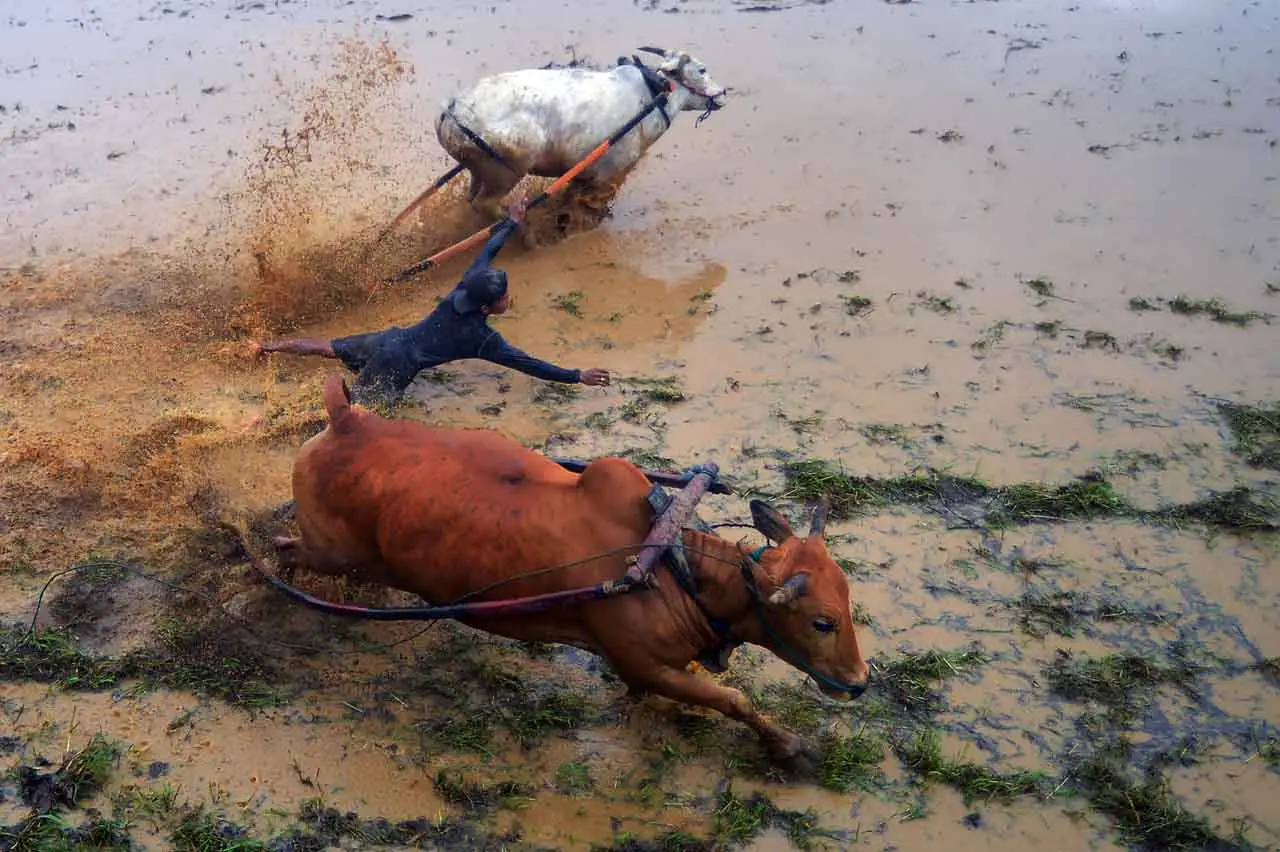 Pacu Jawi Kembali Digelar...