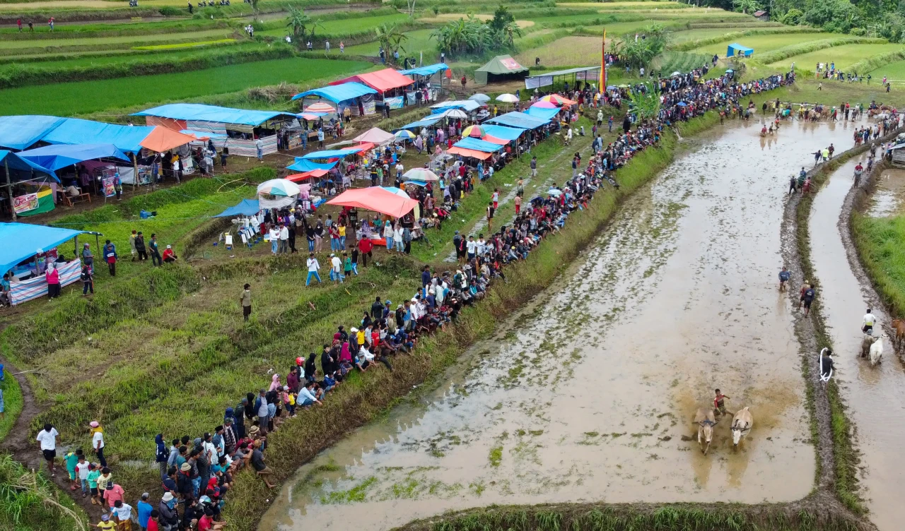 Pacu Jawi Kembali Digelar...