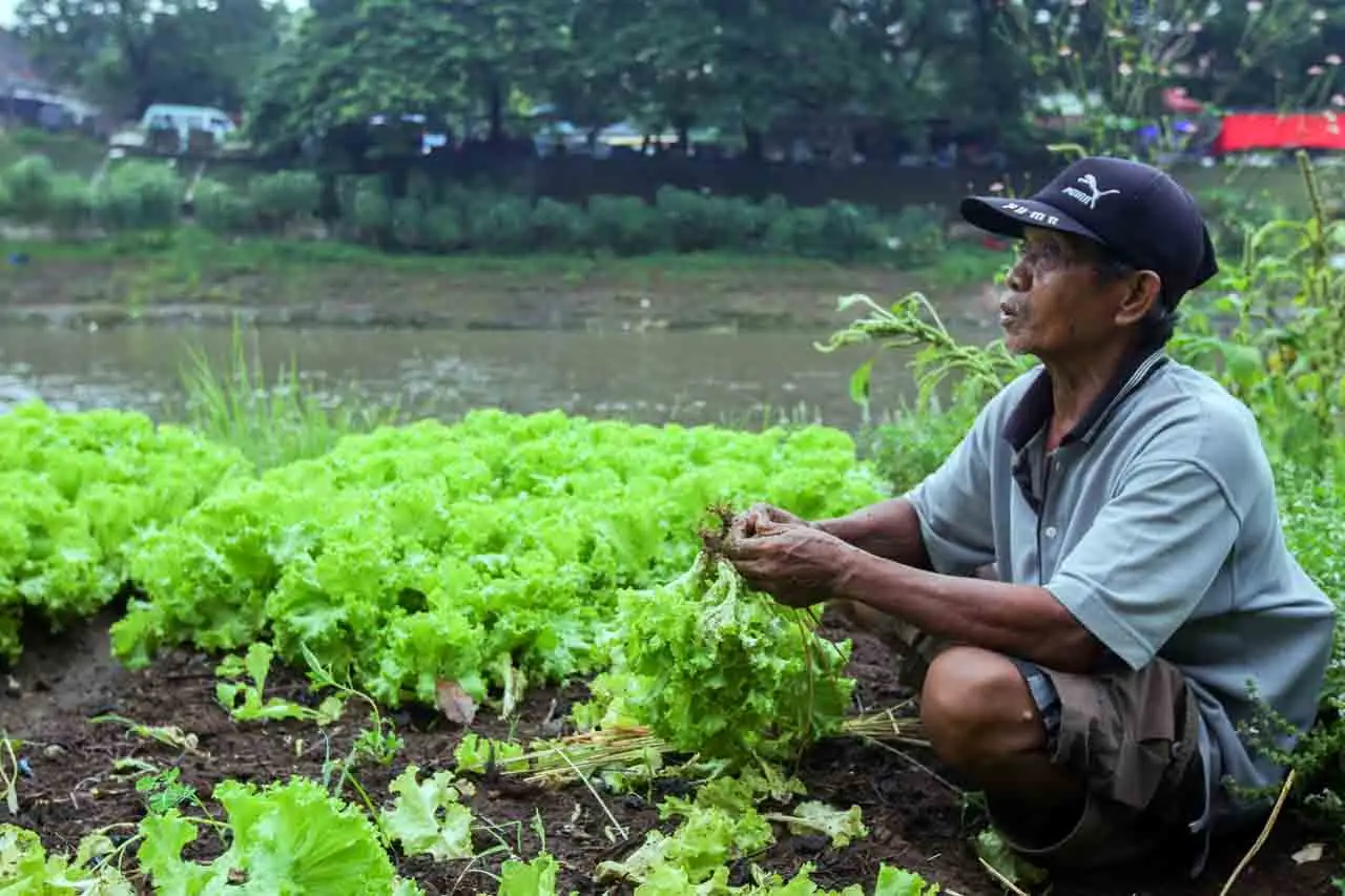 Manfaatkan Lahan Bantaran...