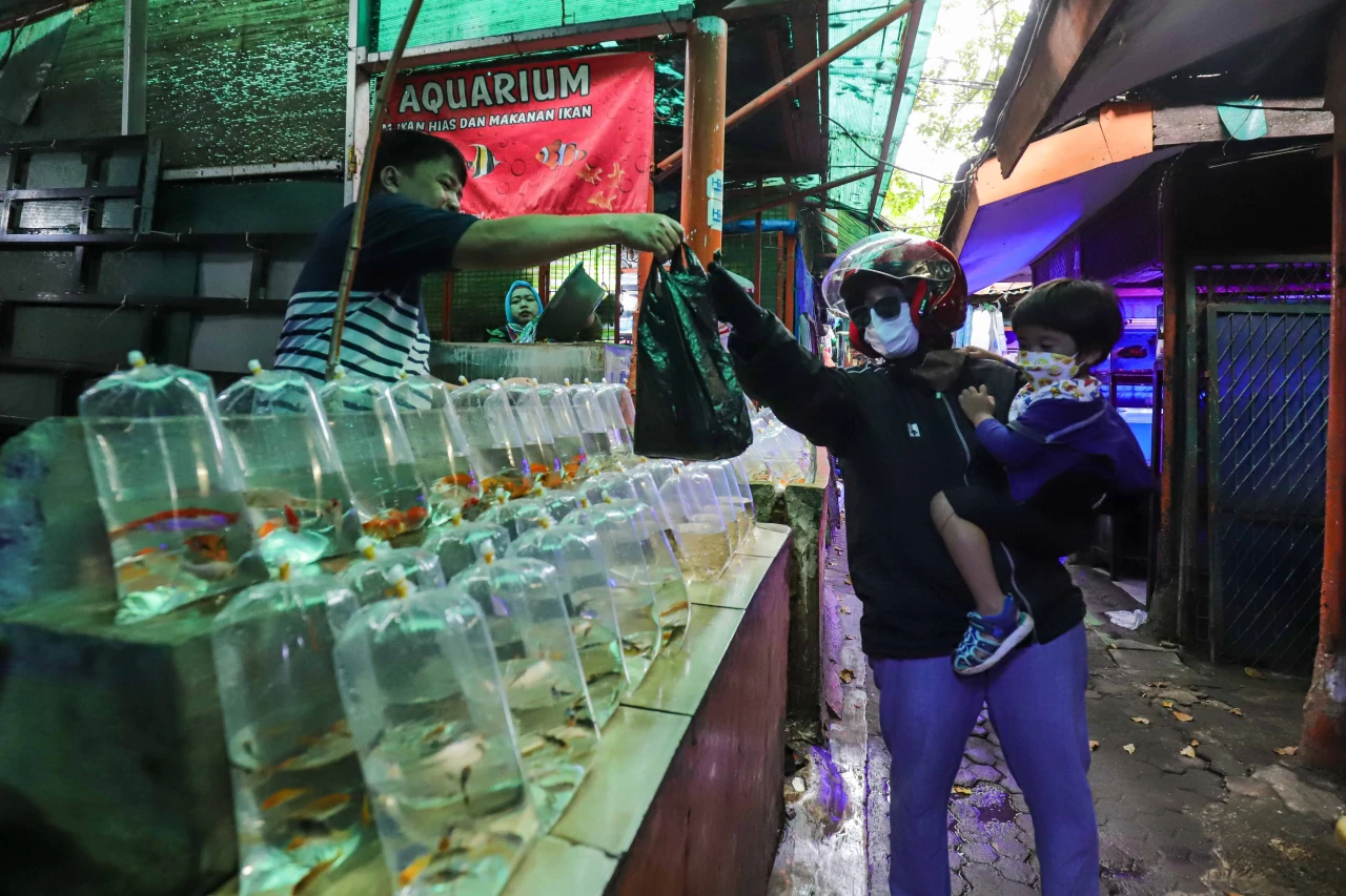 Melihat Surga Ikan Hias...