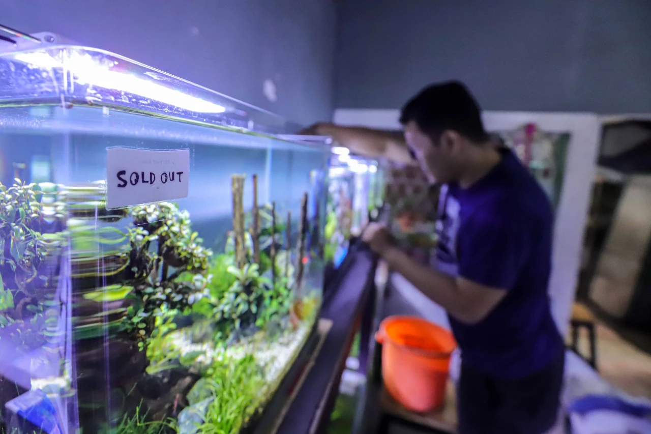 Melihat Surga Ikan Hias...