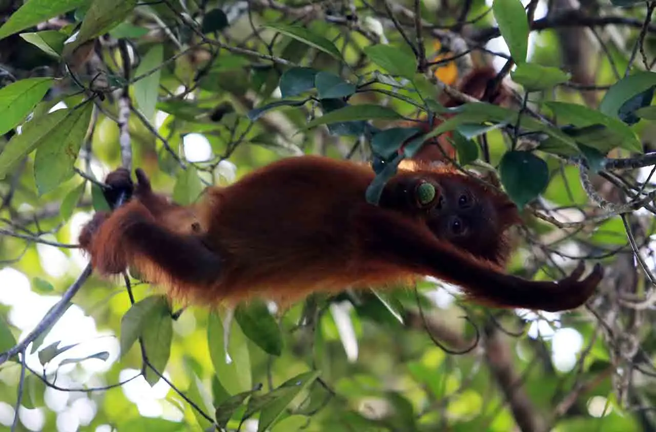Orangutan Bergelantungan...