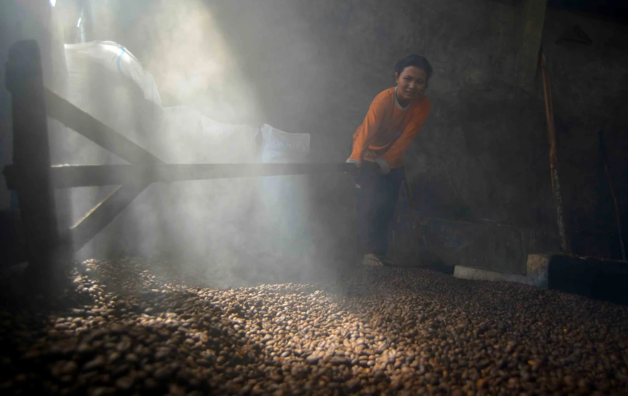 Melihat Pengolahan Kopi...