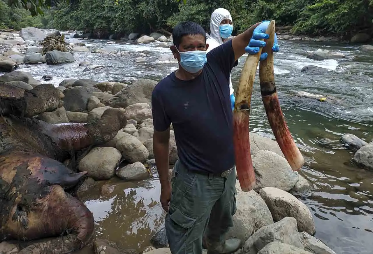Gajah Sumatra Mati di...