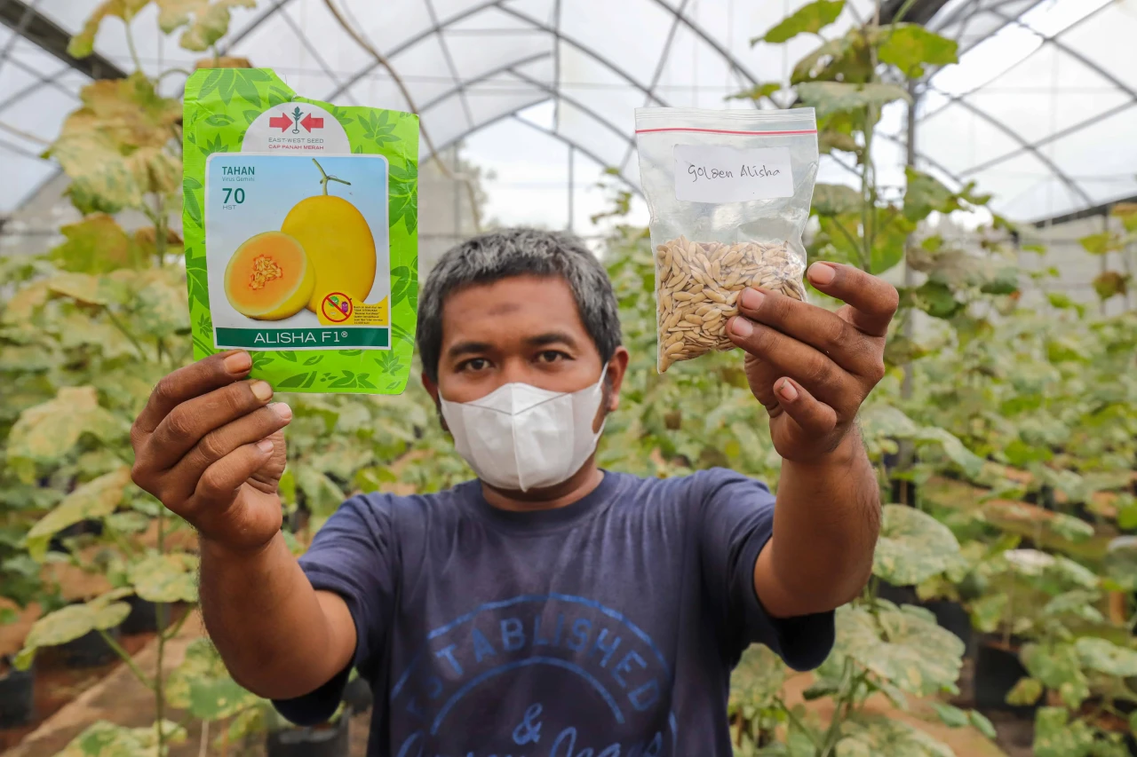 Melihat Budidaya Buah...