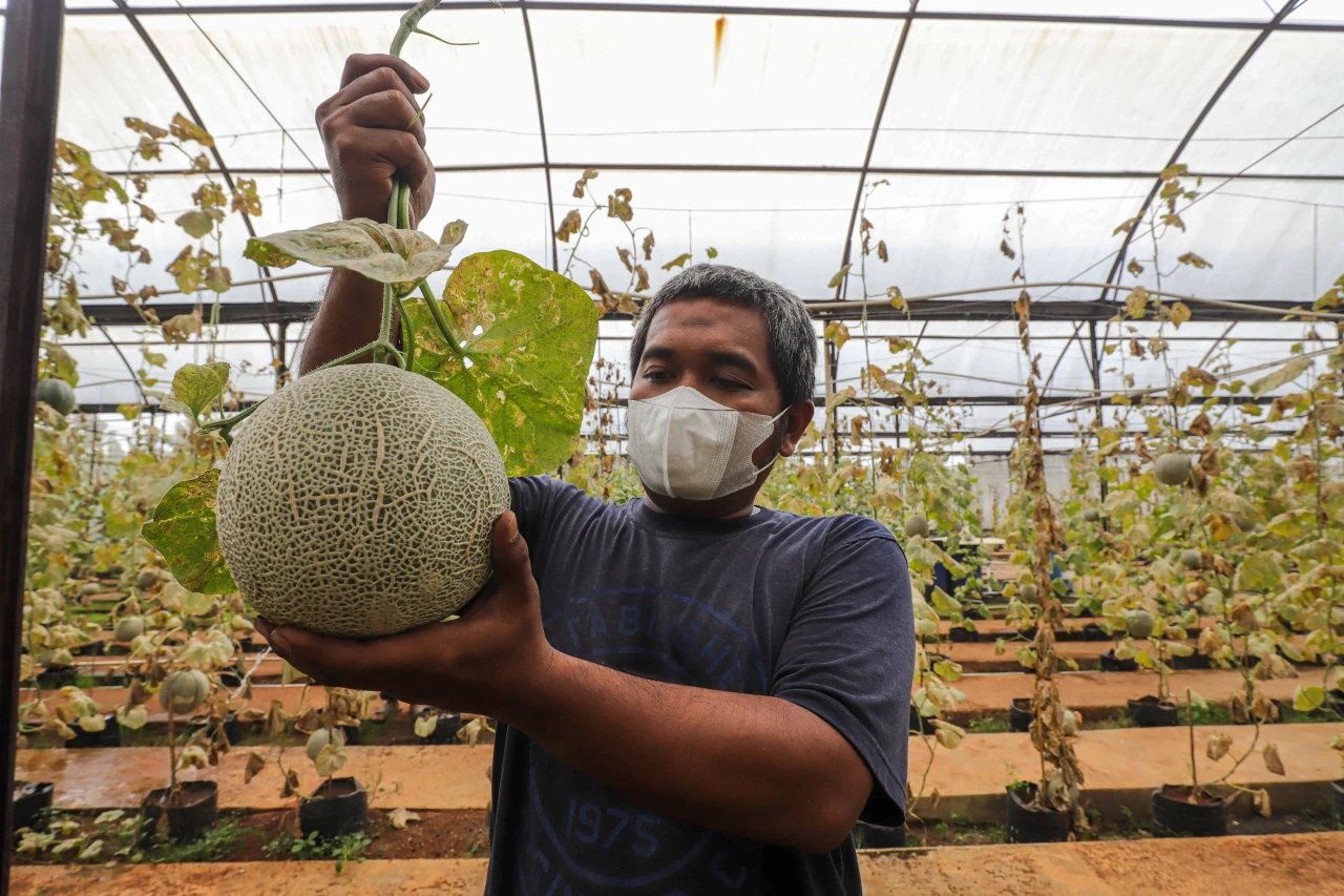 Melihat Budidaya Buah...