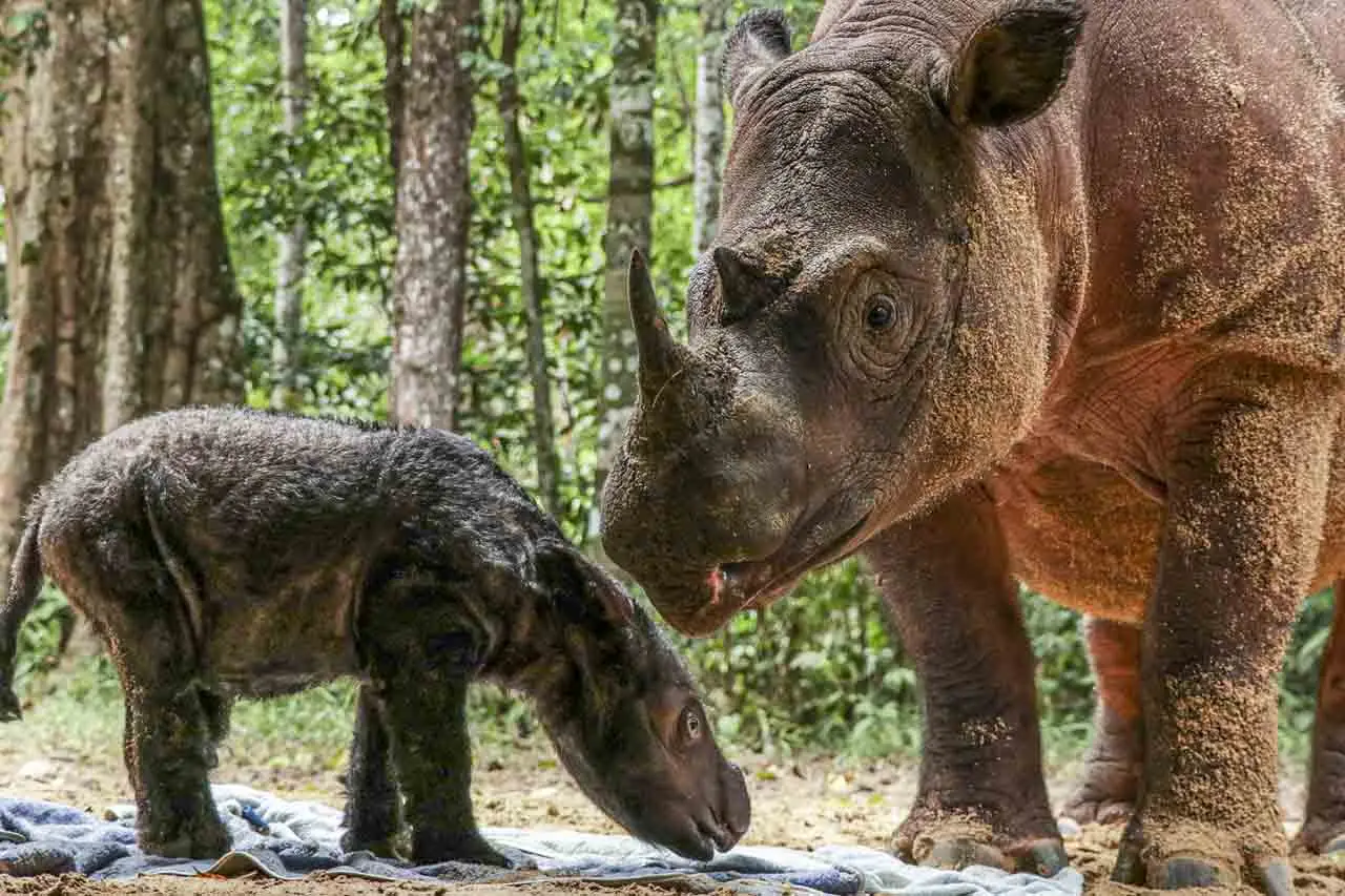 Potret Lucunya Bayi...