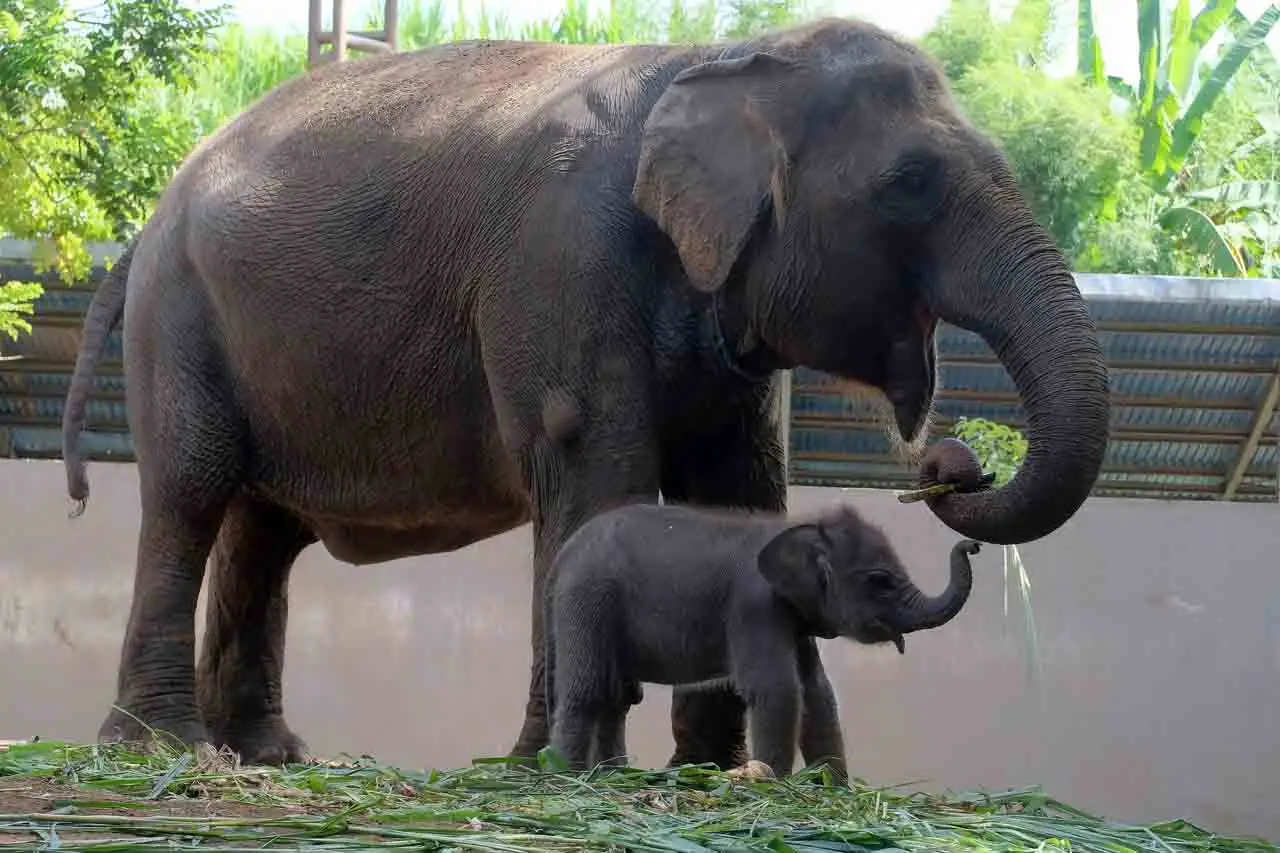 Kelahiran Anak Gajah...