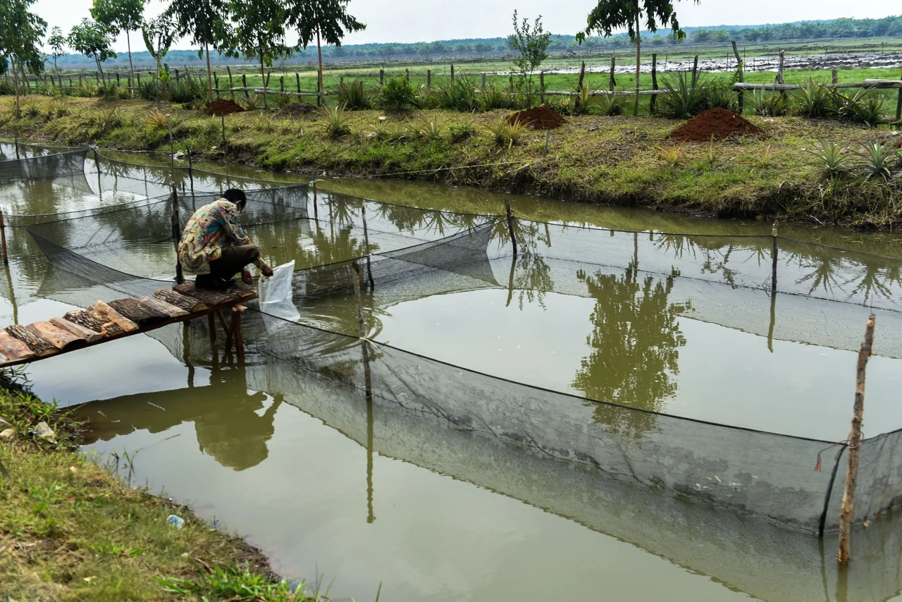 Petani Kembangkan Mina...