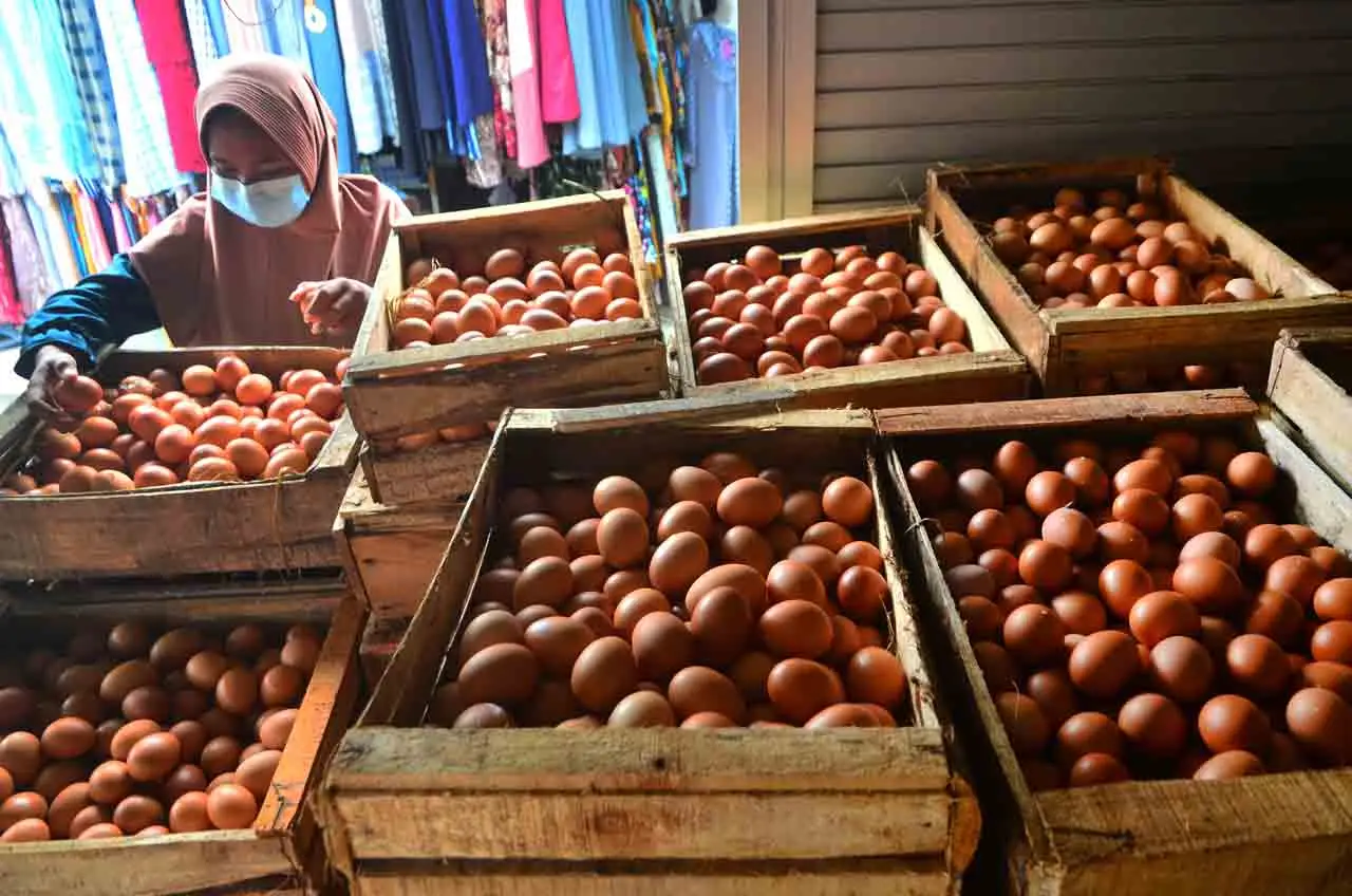 Harga Telur Ayam Ras...