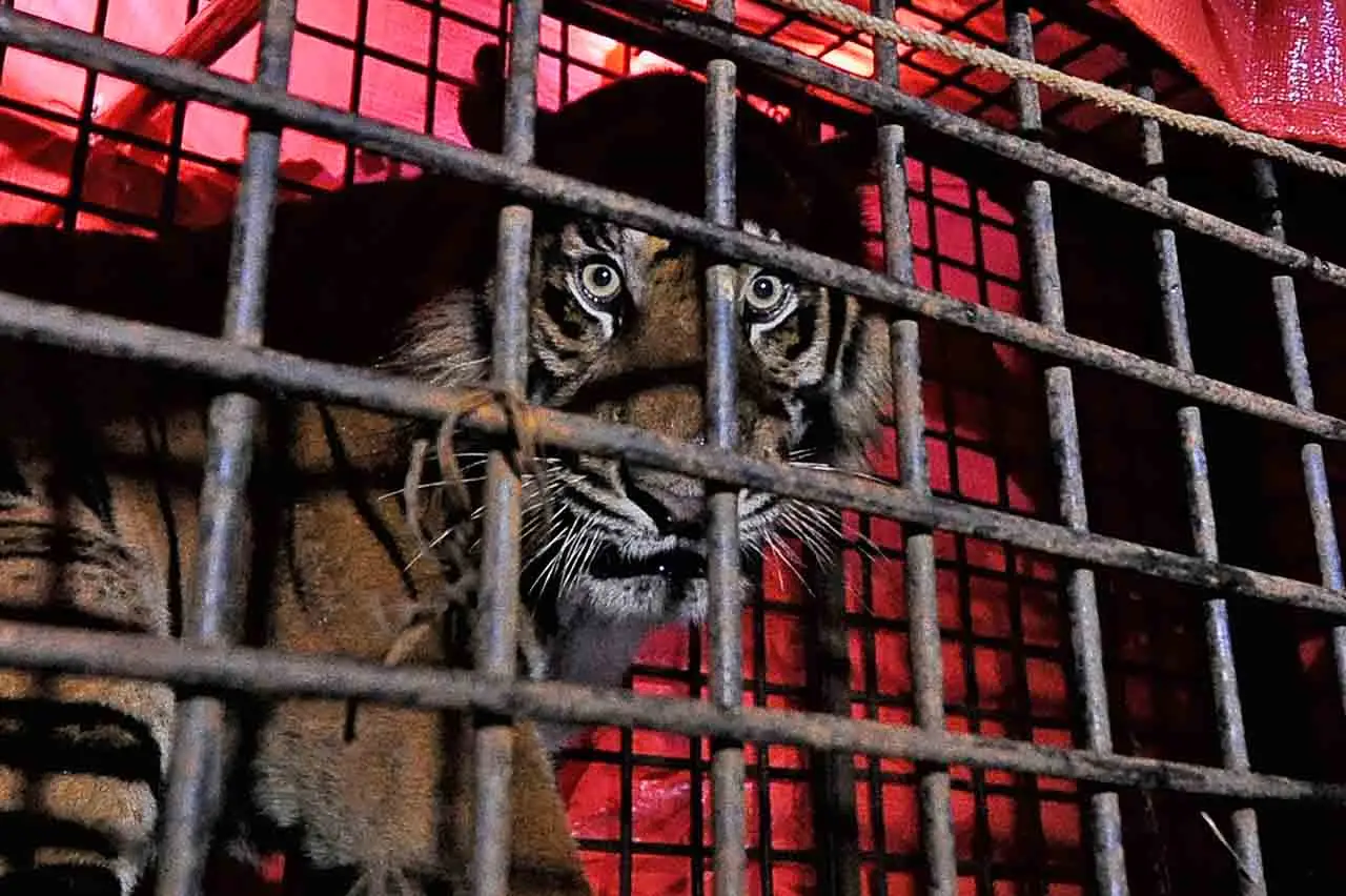 Penyelamatan Harimau...