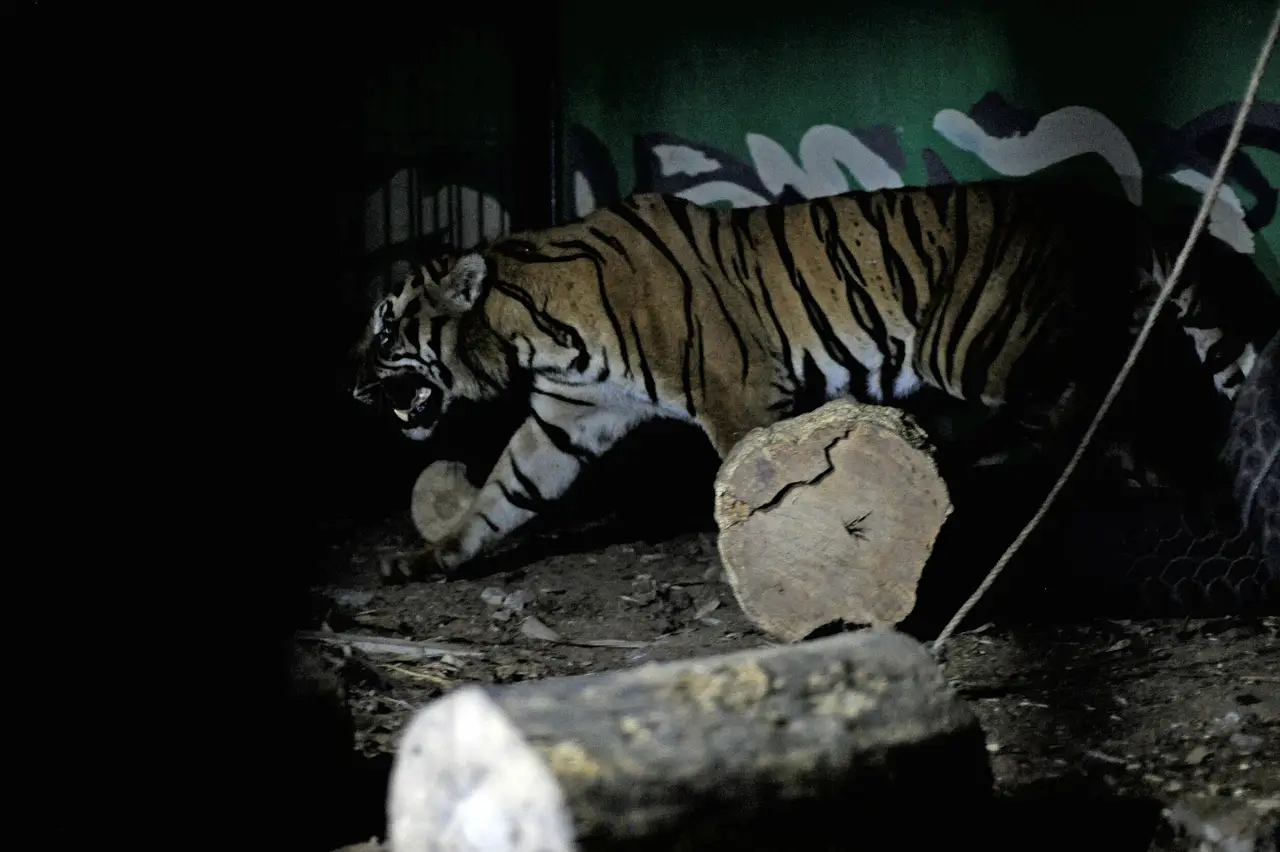 Penyelamatan Harimau...