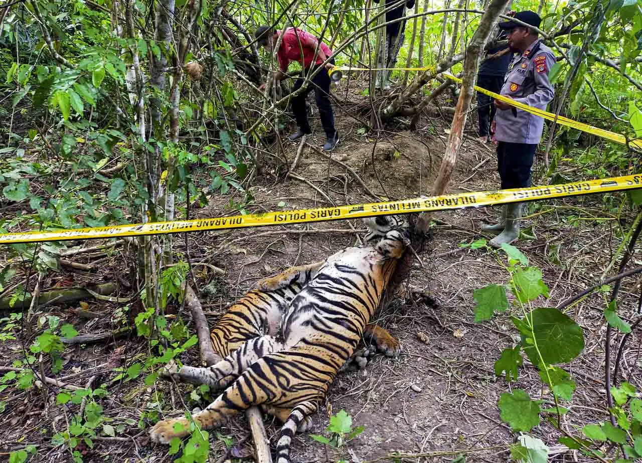 Tiga Ekor Harimau Sumatera...