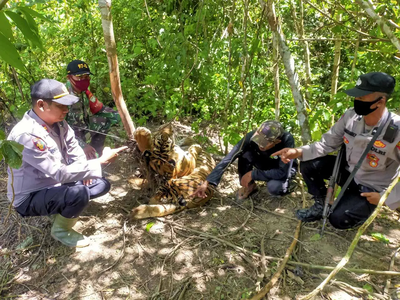 Tiga Ekor Harimau Sumatera...