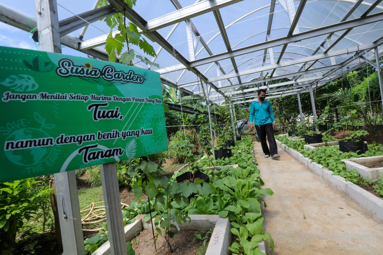 Melihat Urban Farming...
