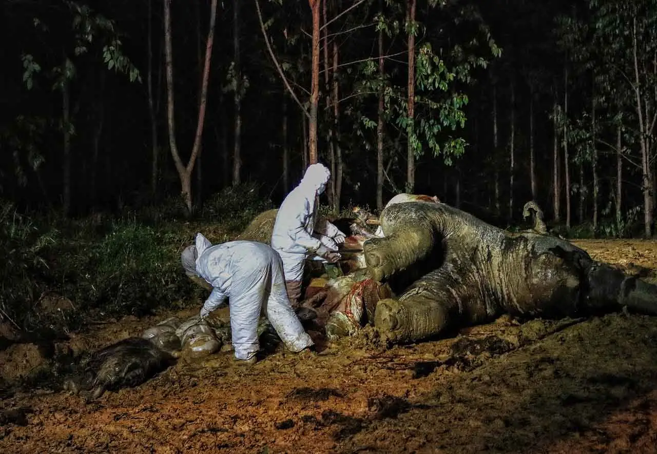 Induk dan Janin Gajah...