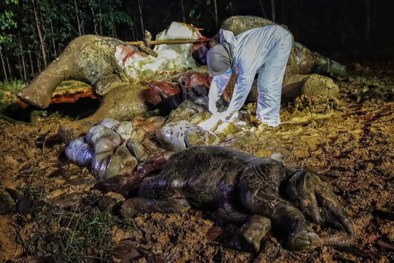 Induk dan Janin Gajah...