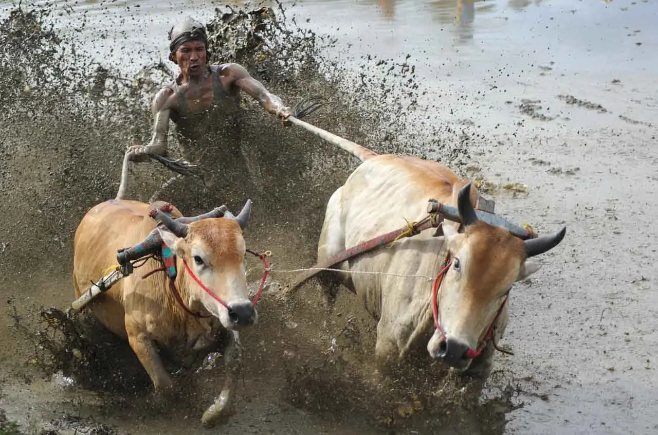 Pacu Jawi Terdampak...