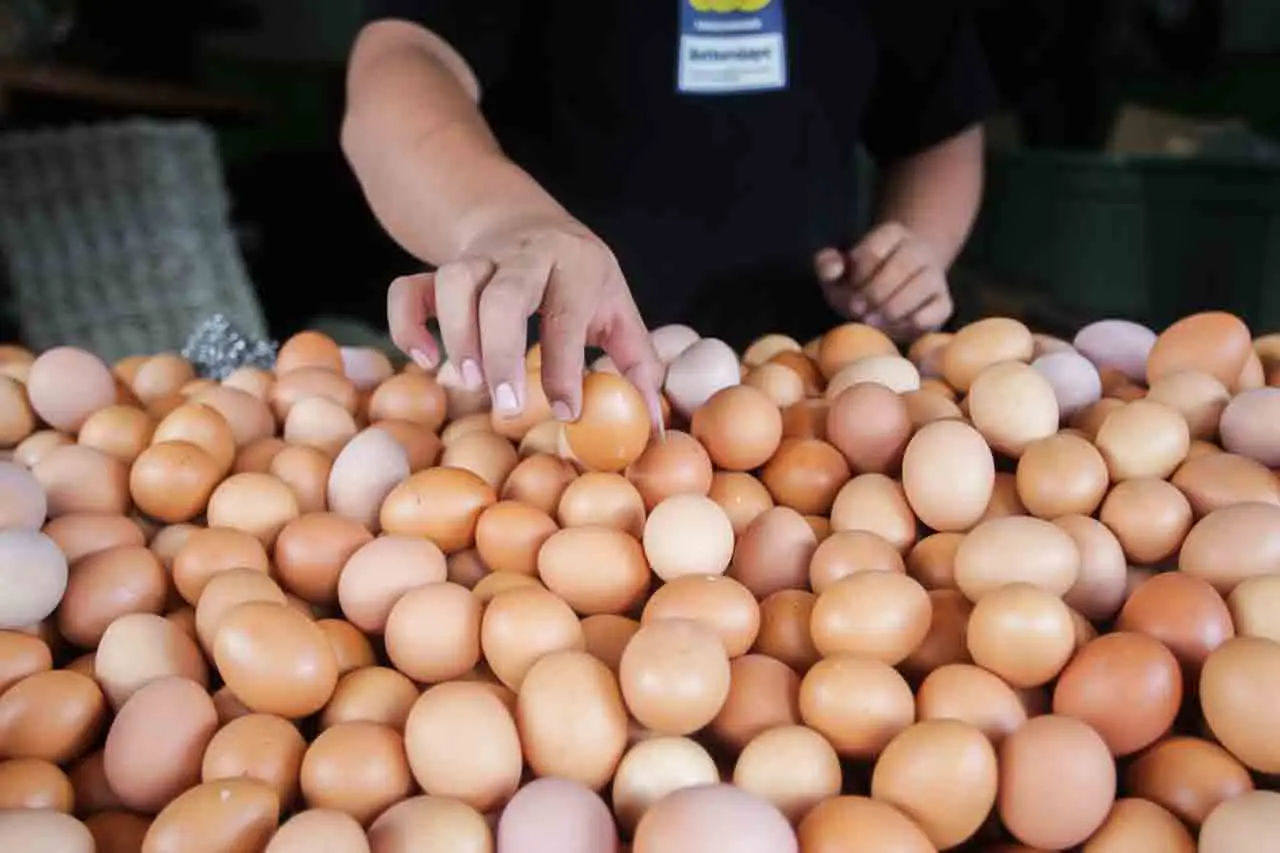 Harga Telur Ayam Ras...