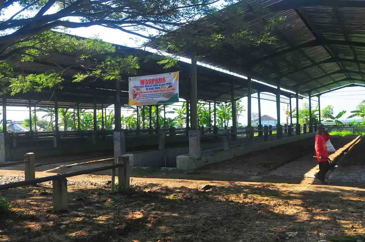 Ratusan Ekor Sapi Terjangkit...