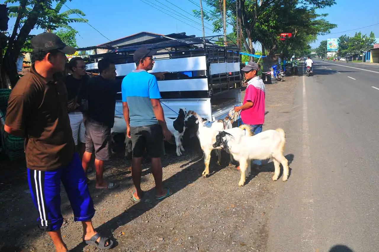 Ratusan Ekor Sapi Terjangkit...