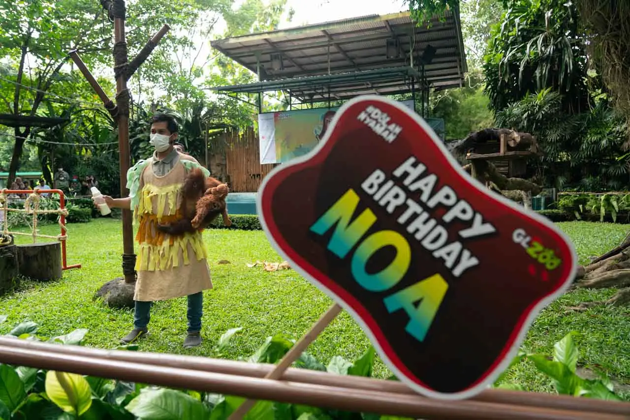 Bayi Orang Utan Noa...