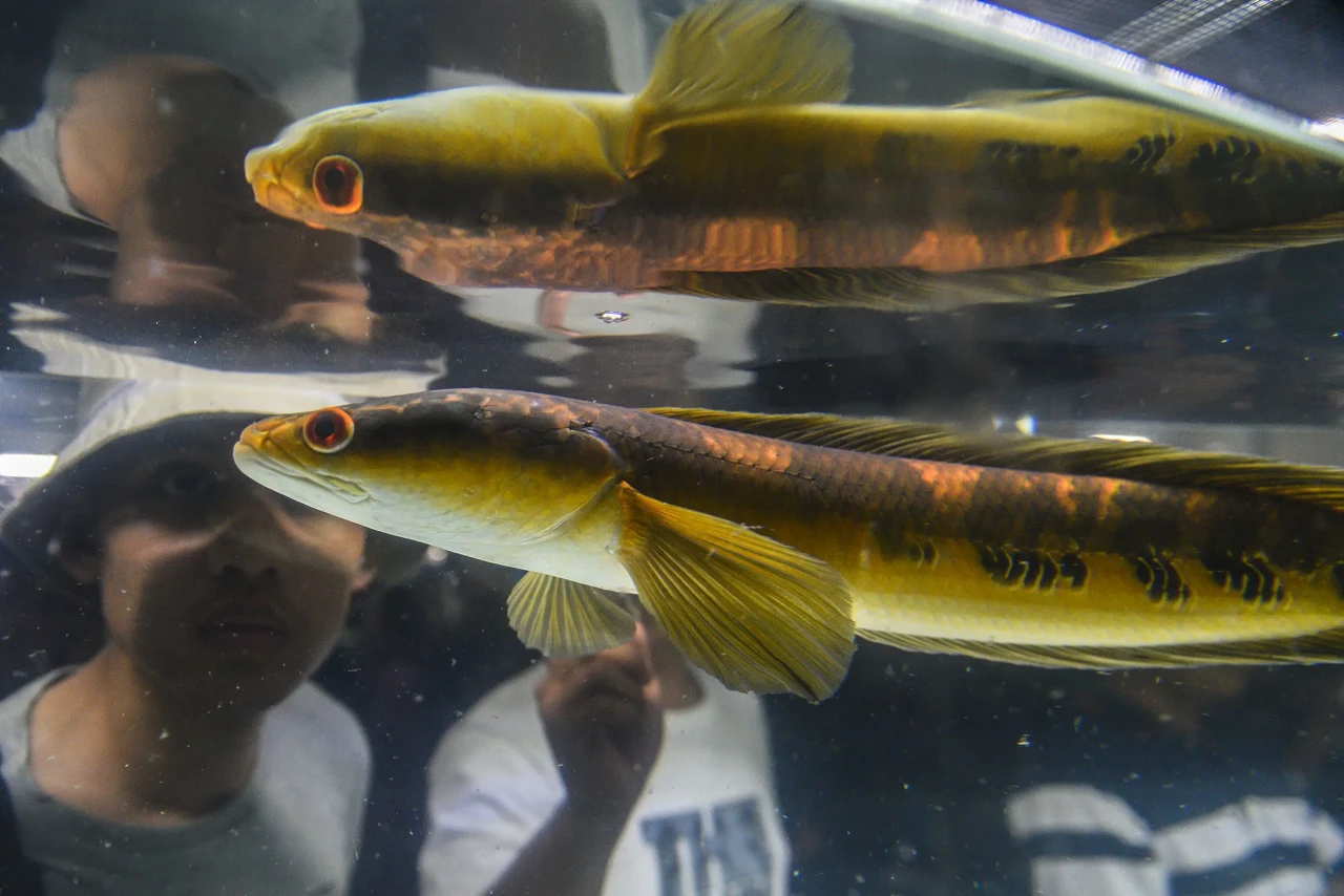 250 Ragam Warna Snakehead...