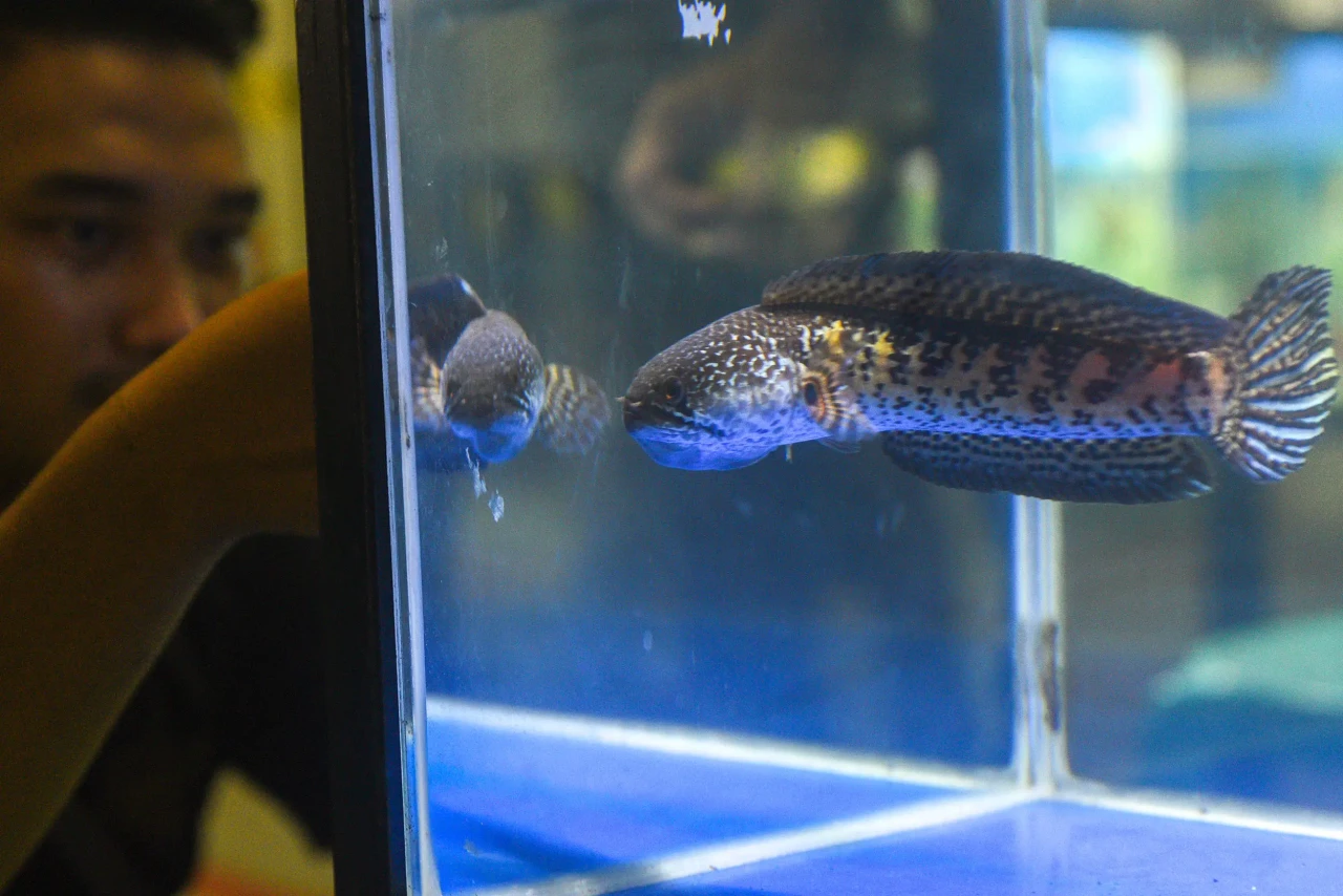 250 Ragam Warna Snakehead...