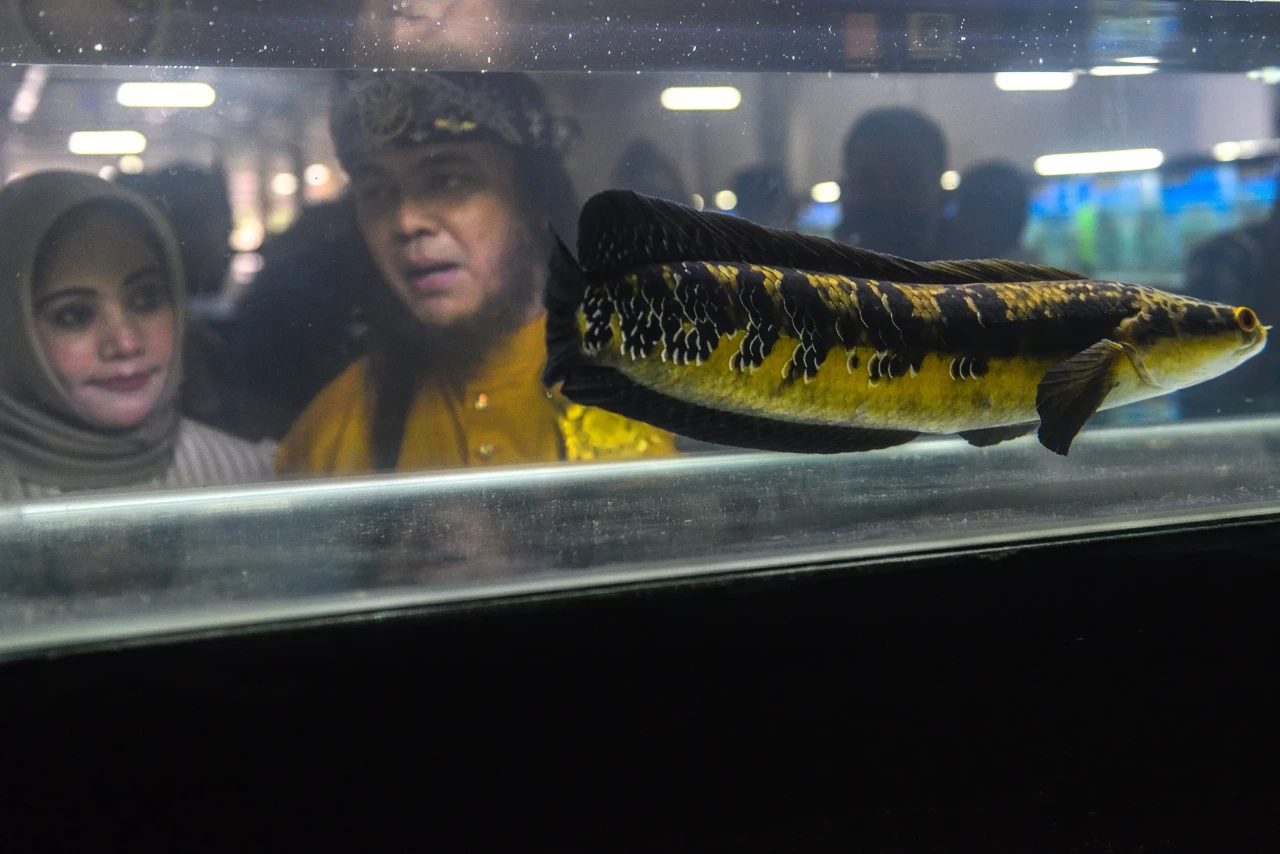 250 Ragam Warna Snakehead...