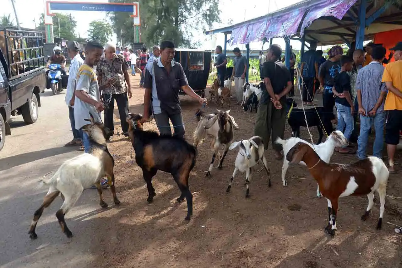 Pasar Hewan di Aceh...