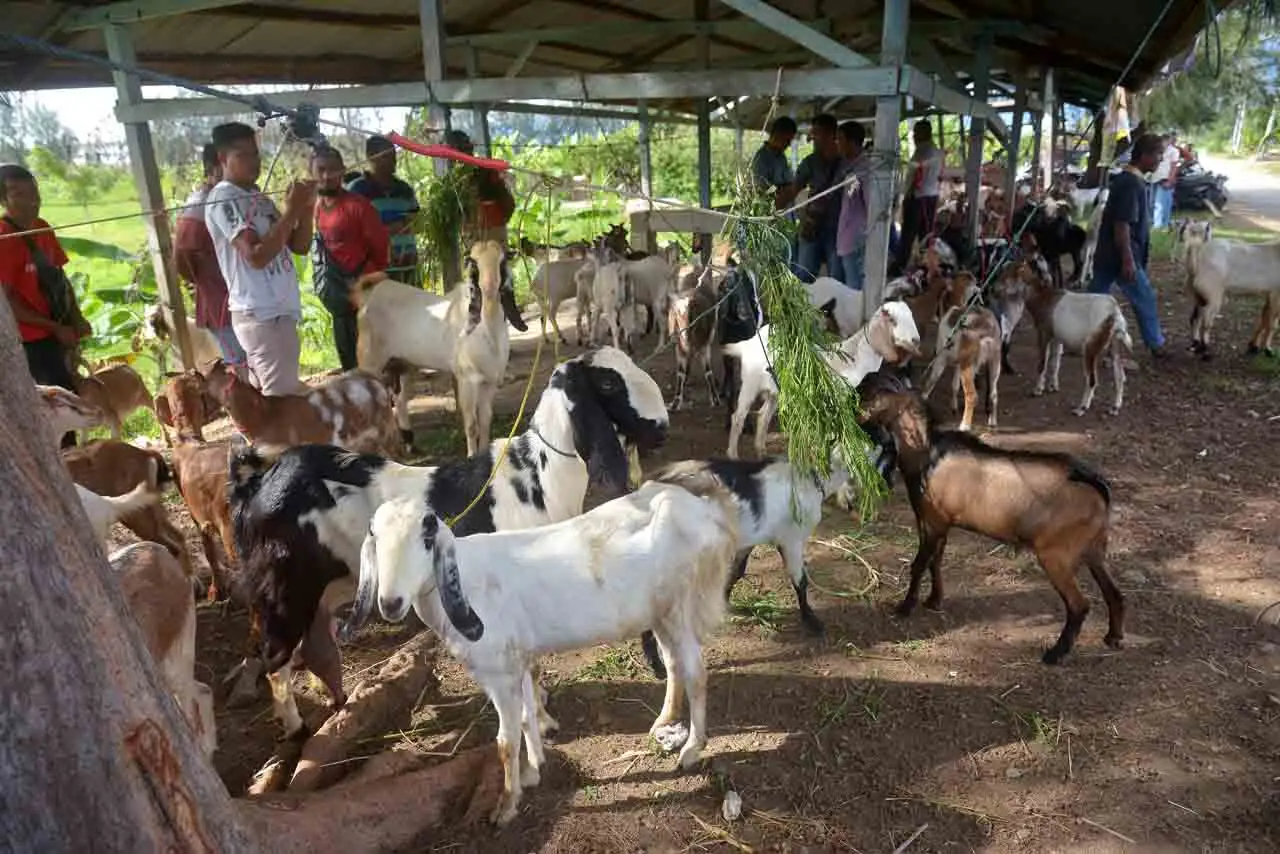 Pasar Hewan di Aceh...