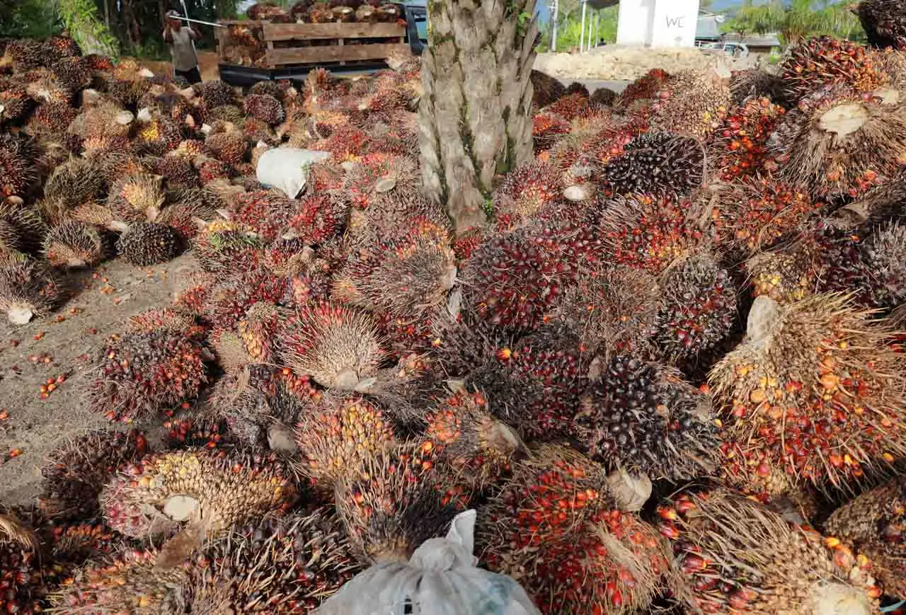 Harga TBS Sawit Anjlok...