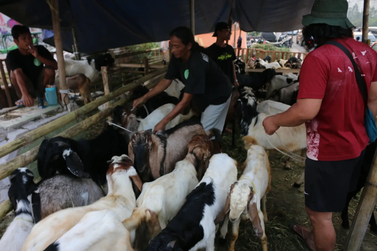 Jelang Idul Adha, Pedagang...