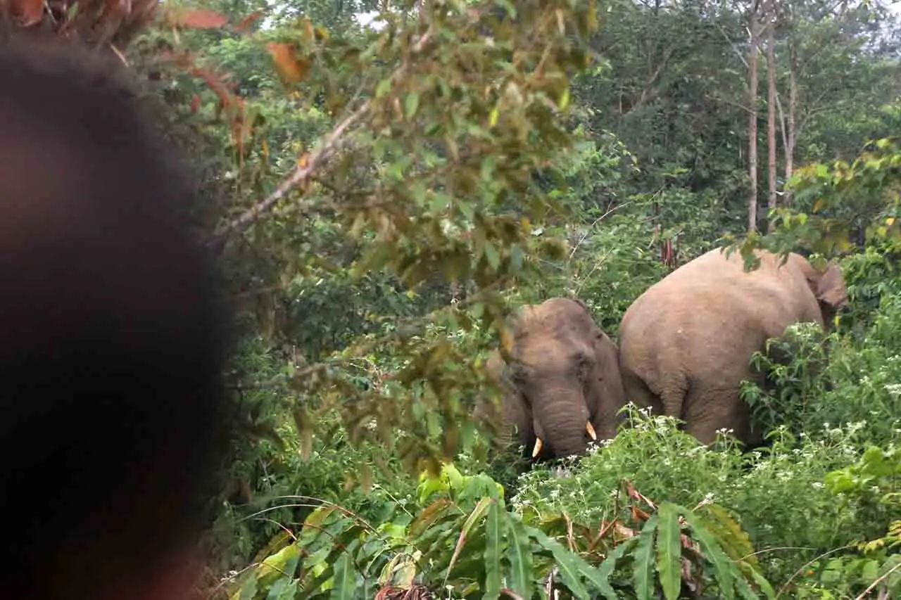 Gajah Liar Masuk ke...
