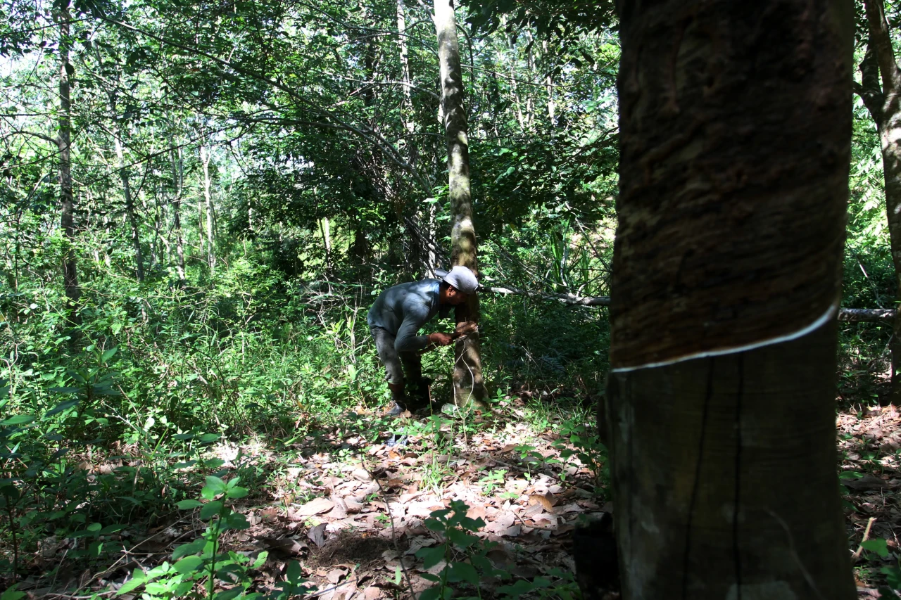 Harga Getah Karet Turun...